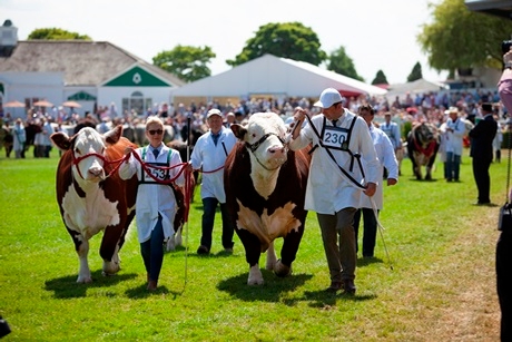 Grand Cattle Parade at the Great Yorkshire Show